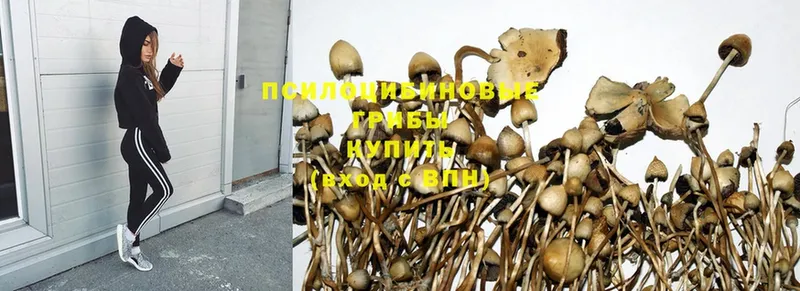 Галлюциногенные грибы Magic Shrooms  наркота  Алексин 